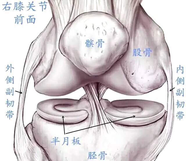 【动态】半月板