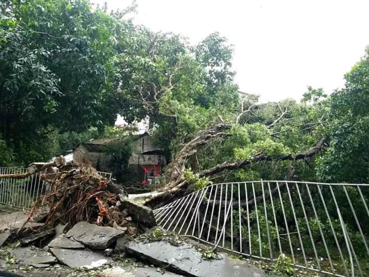 【新闻【灾后重建】台风过后的顺德